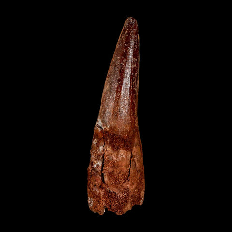 XL 3.2" Spinosaurus Fossil Tooth 100 Million Years Old Cretaceous Dinosaur COA - Fossil Age Minerals