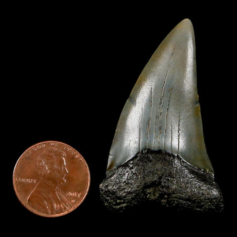 1.9" Quality Hastalis Mako Tooth Serrated Fossil Natural Miocene Age COA