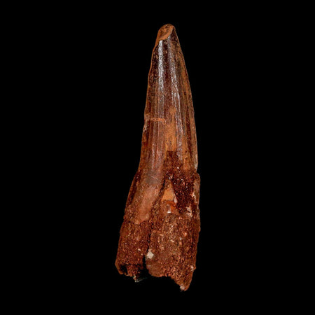 XL 3.2" Spinosaurus Fossil Tooth 100 Million Years Old Cretaceous Dinosaur COA