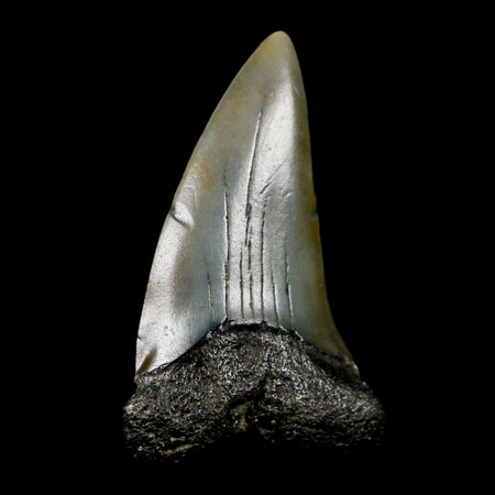 1.9" Quality Hastalis Mako Tooth Serrated Fossil Natural Miocene Age COA