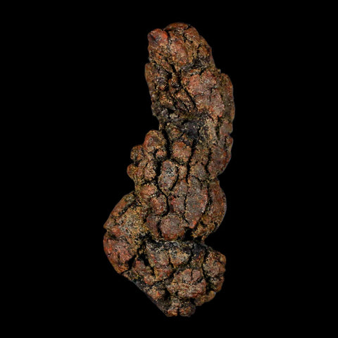 3.1" Prehistoric Coprolite Fossil Specimen Poop Dung Miocene Madagascar - Fossil Age Minerals
