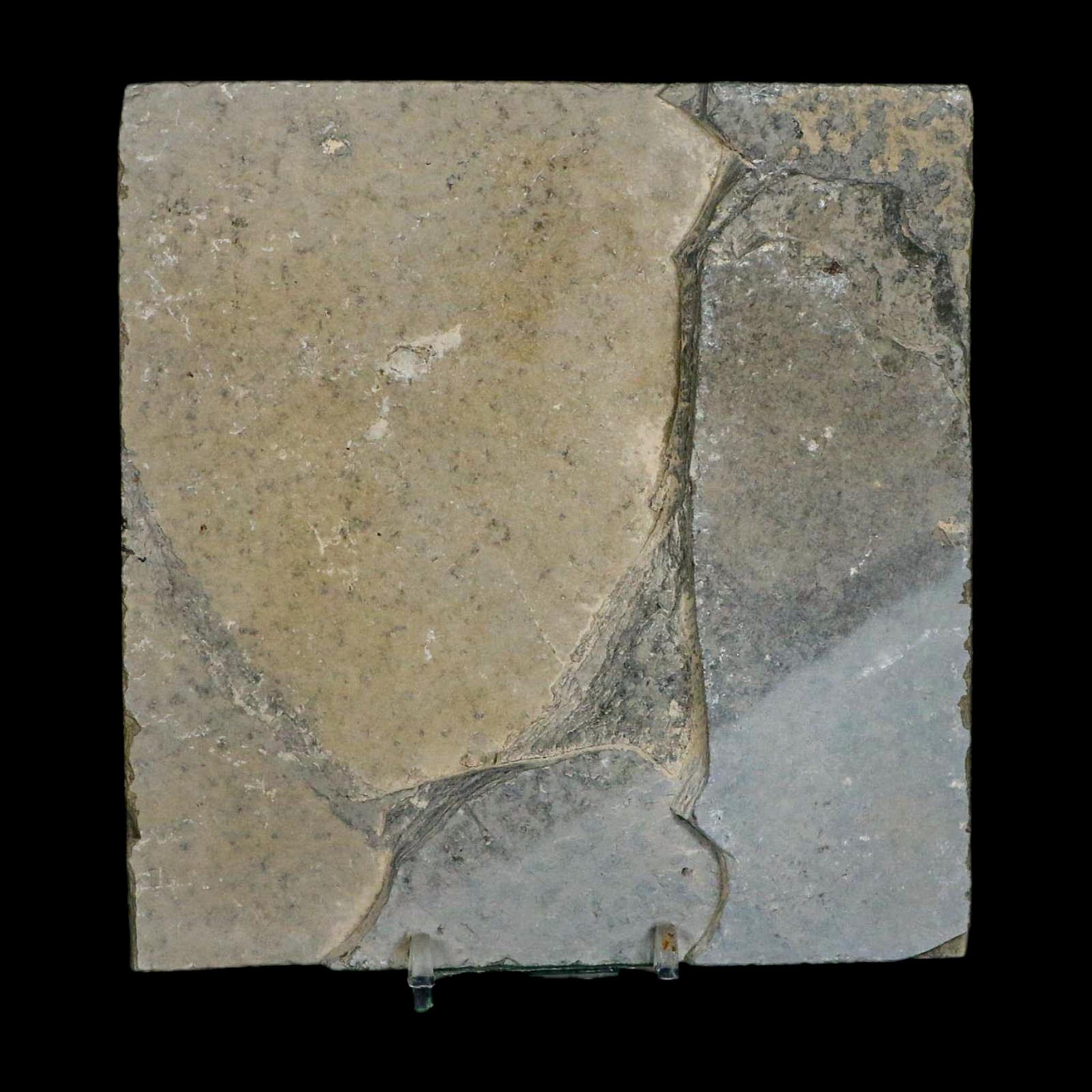 XL 4.7" Knightia Eocaena Fossil Fish Green River FM WY Eocene Age COA & Stand - Fossil Age Minerals