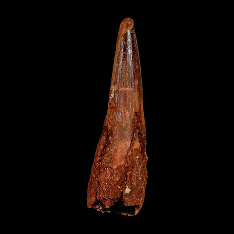 XL 3.2" Spinosaurus Fossil Tooth 100 Million Years Old Cretaceous Dinosaur COA - Fossil Age Minerals