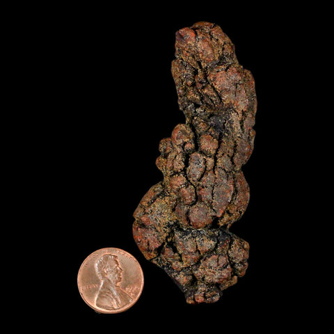 3.1" Prehistoric Coprolite Fossil Specimen Poop Dung Miocene Madagascar - Fossil Age Minerals