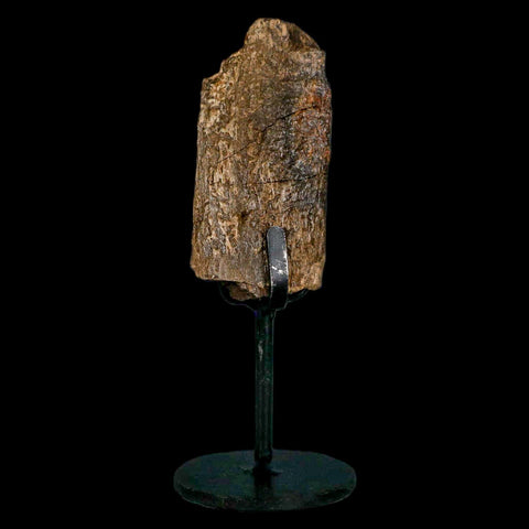 3" Triceratops Fossil Limb Bone Hell Creek FM Cretaceous Dinosaur MT COA, Stand - Fossil Age Minerals