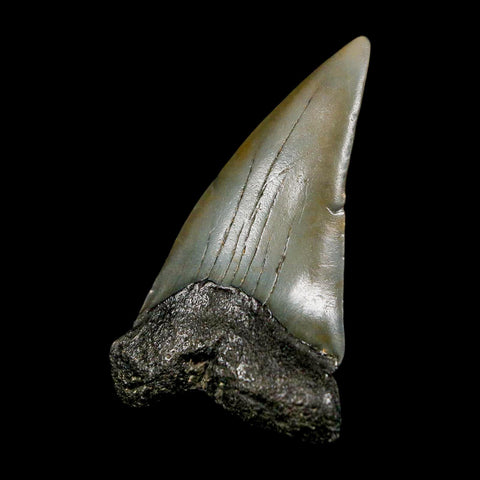 1.9" Quality Hastalis Mako Tooth Serrated Fossil Natural Miocene Age COA