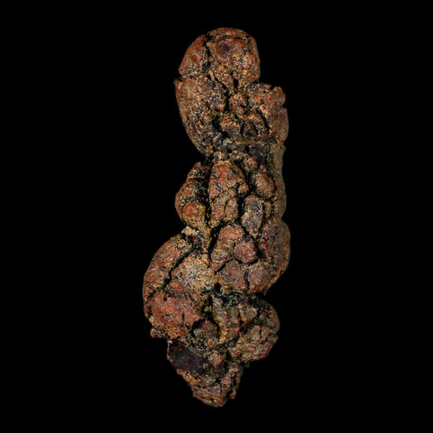 3.1" Prehistoric Coprolite Fossil Specimen Poop Dung Miocene Madagascar - Fossil Age Minerals