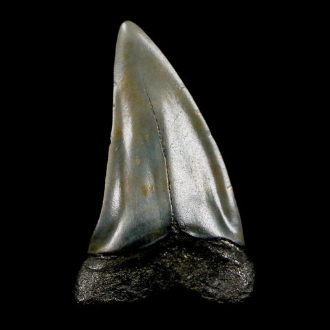 1.9" Quality Hastalis Mako Tooth Serrated Fossil Natural Miocene Age COA