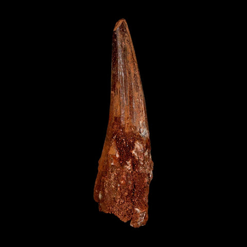XL 3.2" Spinosaurus Fossil Tooth 100 Million Years Old Cretaceous Dinosaur COA - Fossil Age Minerals