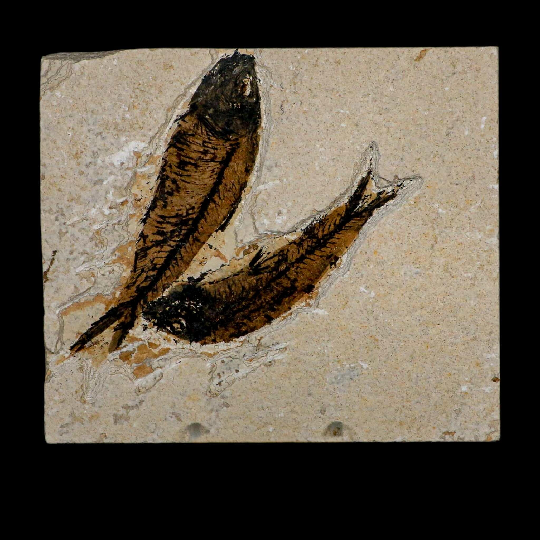 2 Two Knightia Eocaena Fossil Fish Green River FM Wyoming Eocene Age COA & Stand - Fossil Age Minerals