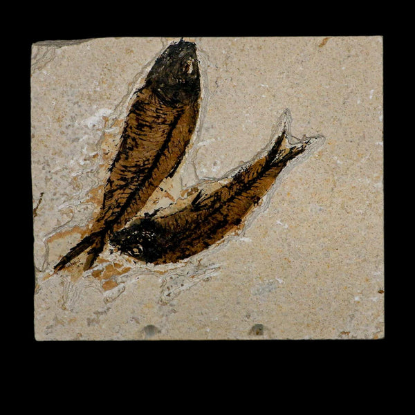2 Two Knightia Eocaena Fossil Fish Green River FM Wyoming Eocene Age COA & Stand