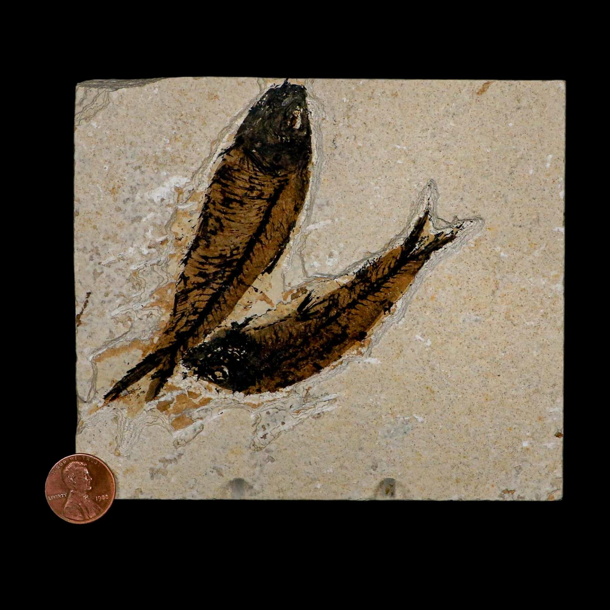 2 Two Knightia Eocaena Fossil Fish Green River FM Wyoming Eocene Age COA & Stand - Fossil Age Minerals