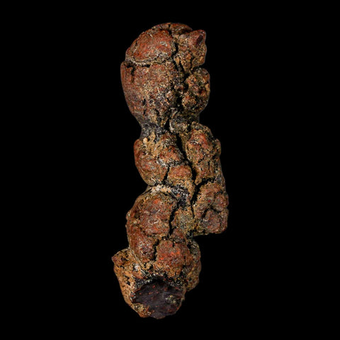 3.1" Prehistoric Coprolite Fossil Specimen Poop Dung Miocene Madagascar - Fossil Age Minerals