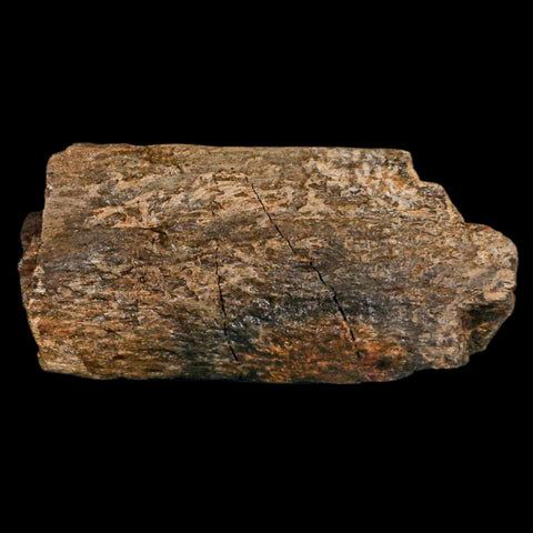 3" Triceratops Fossil Limb Bone Hell Creek FM Cretaceous Dinosaur MT COA, Stand - Fossil Age Minerals