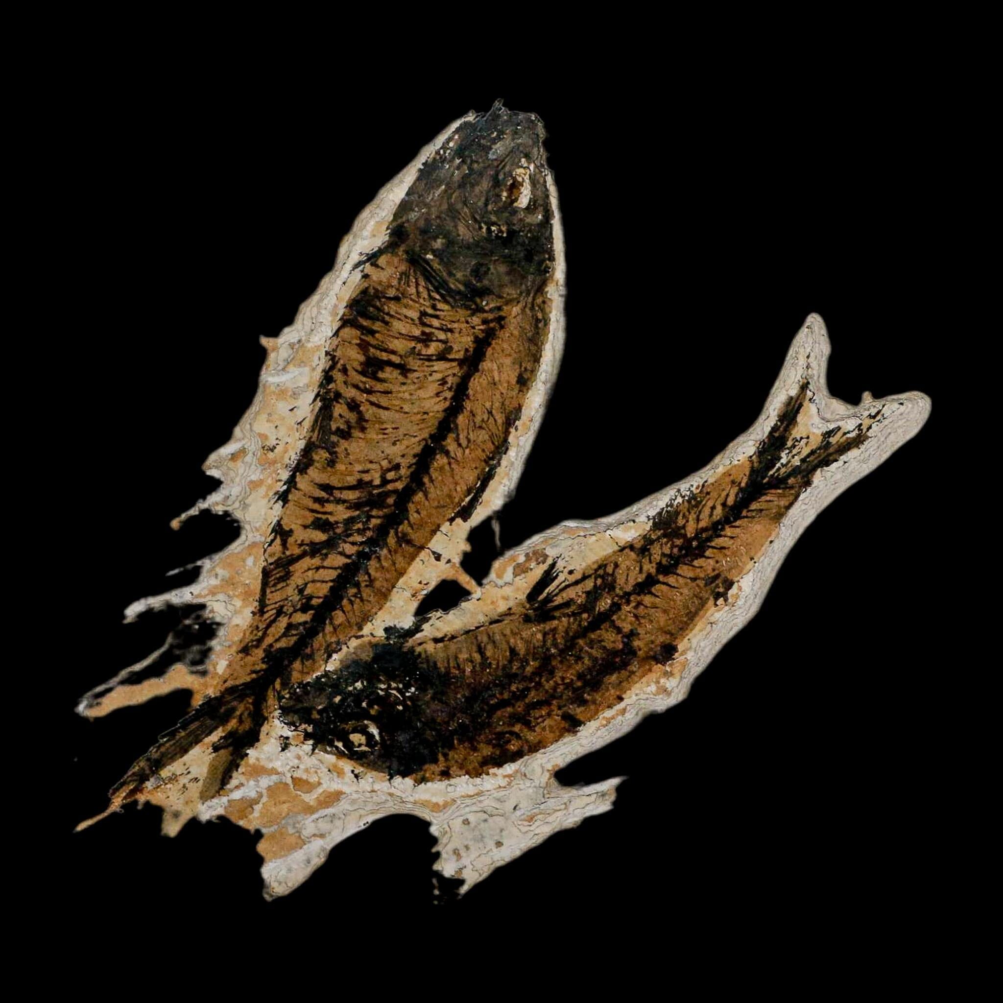 2 Two Knightia Eocaena Fossil Fish Green River FM Wyoming Eocene Age COA & Stand - Fossil Age Minerals