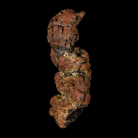 3.1" Prehistoric Coprolite Fossil Specimen Poop Dung Miocene Madagascar - Fossil Age Minerals