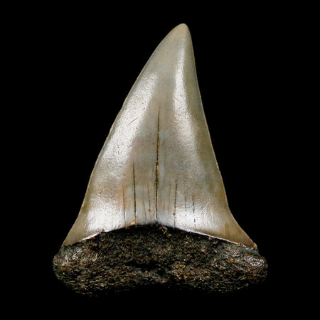 1.8" Quality Hastalis Mako Tooth Serrated Fossil Natural Miocene Age COA