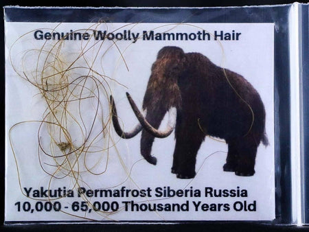 Genuine Woolly Mammoth Hair Pleistocene Yakutia Permafrost Siberia Russia COA