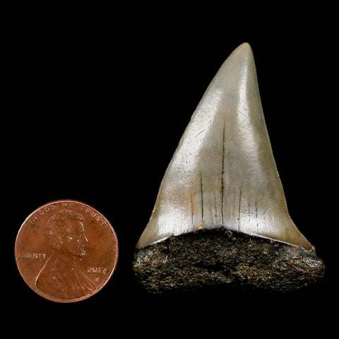 1.8" Quality Hastalis Mako Tooth Serrated Fossil Natural Miocene Age COA