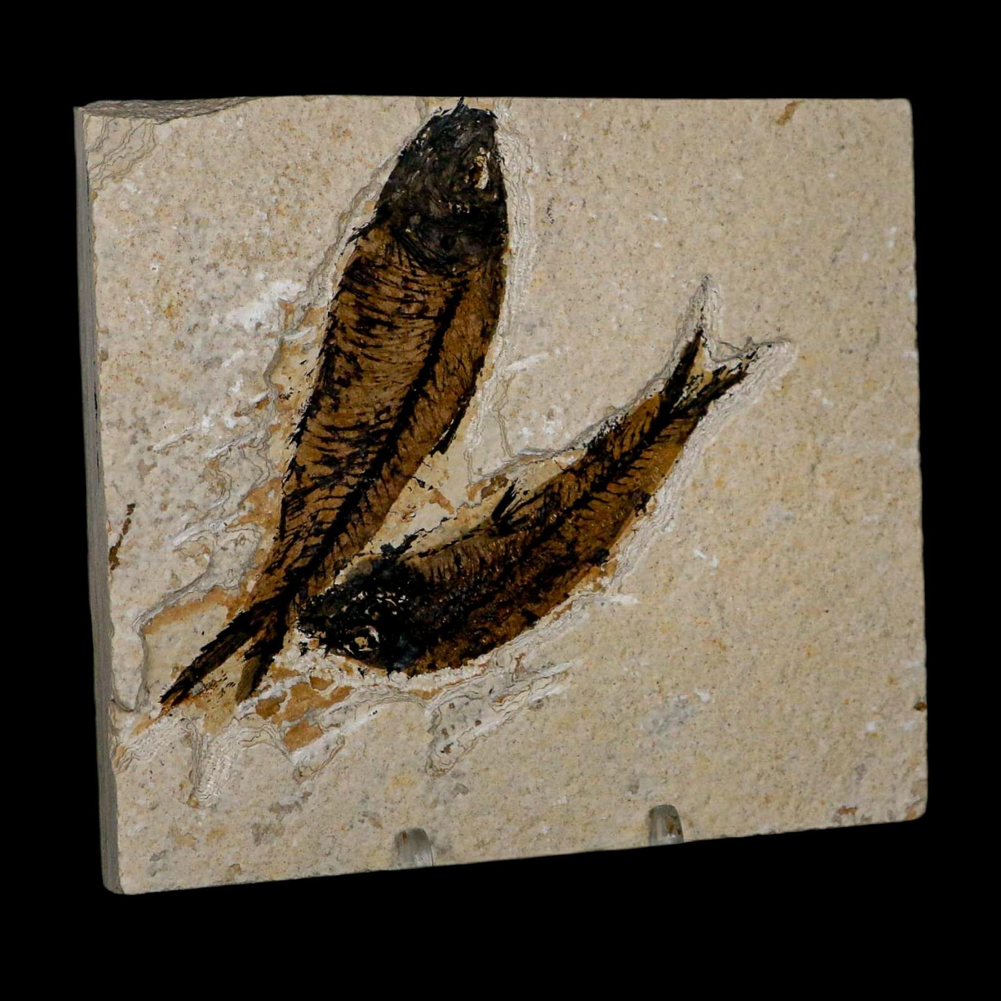 2 Two Knightia Eocaena Fossil Fish Green River FM Wyoming Eocene Age COA & Stand - Fossil Age Minerals