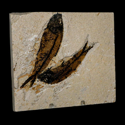 2 Two Knightia Eocaena Fossil Fish Green River FM Wyoming Eocene Age COA & Stand