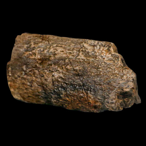 3" Triceratops Fossil Limb Bone Hell Creek FM Cretaceous Dinosaur MT COA, Stand - Fossil Age Minerals