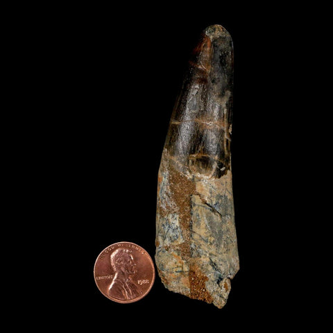 XL 3.3" Spinosaurus Fossil Tooth 100 Million Years Old Cretaceous Dinosaur COA - Fossil Age Minerals