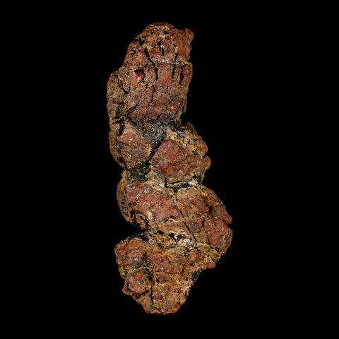 3.1" Prehistoric Coprolite Fossil Specimen Poop Dung Miocene Madagascar - Fossil Age Minerals