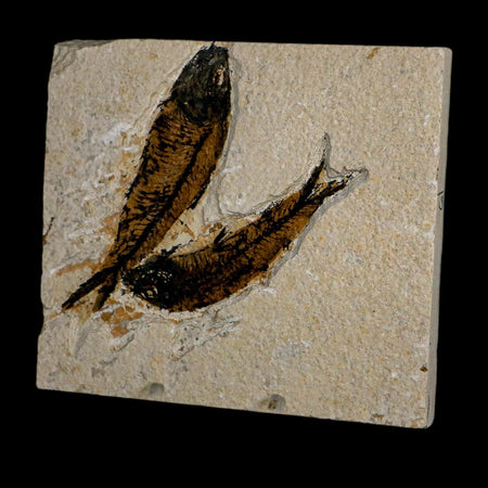 2 Two Knightia Eocaena Fossil Fish Green River FM Wyoming Eocene Age COA & Stand