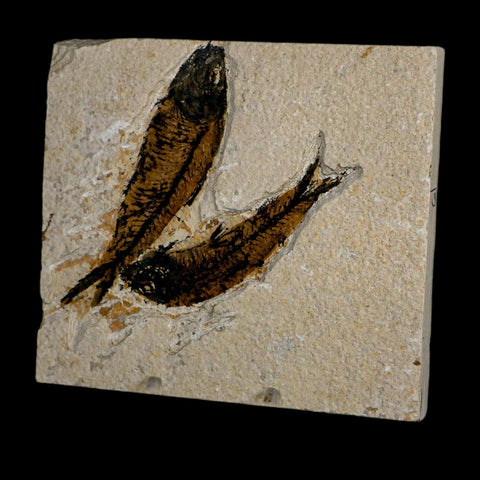 2 Two Knightia Eocaena Fossil Fish Green River FM Wyoming Eocene Age COA & Stand