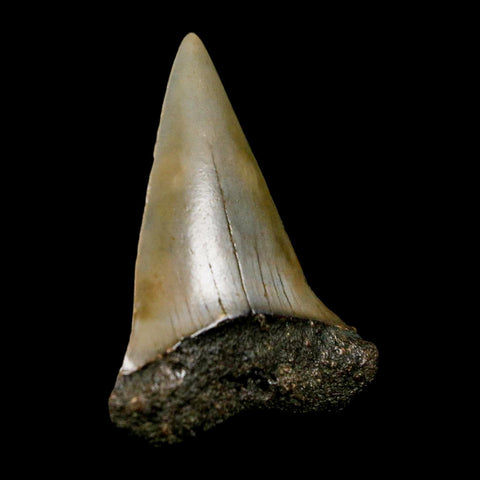 1.8" Quality Hastalis Mako Tooth Serrated Fossil Natural Miocene Age COA