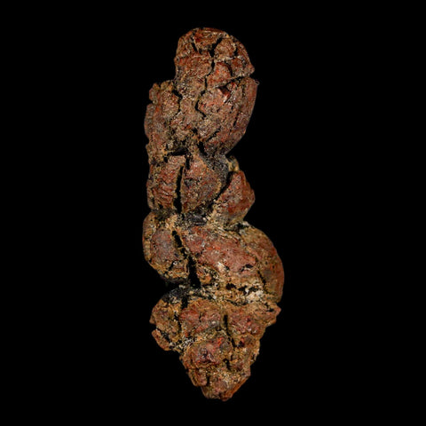 3.1" Prehistoric Coprolite Fossil Specimen Poop Dung Miocene Madagascar - Fossil Age Minerals