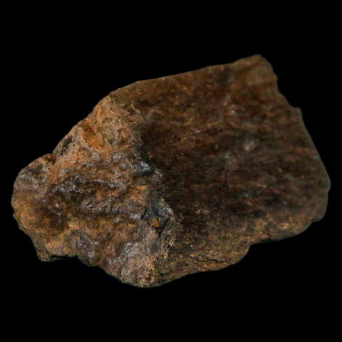 3" Triceratops Fossil Limb Bone Hell Creek FM Cretaceous Dinosaur MT COA, Stand - Fossil Age Minerals