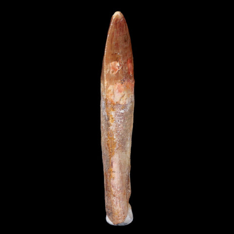 XL 3.7" Carcharodontosaurus Fossil Tooth Cretaceous Theropod Dinosaur COA, Stand - Fossil Age Minerals