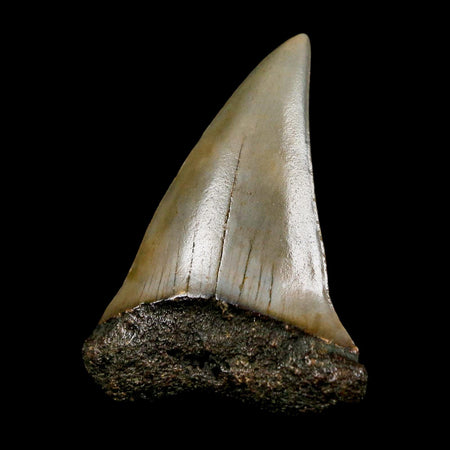 1.8" Quality Hastalis Mako Tooth Serrated Fossil Natural Miocene Age COA