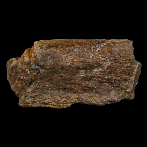 3" Triceratops Fossil Limb Bone Hell Creek FM Cretaceous Dinosaur MT COA, Stand - Fossil Age Minerals