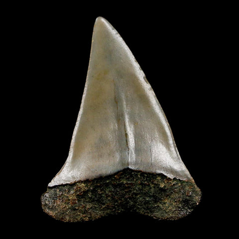 1.8" Quality Hastalis Mako Tooth Serrated Fossil Natural Miocene Age COA