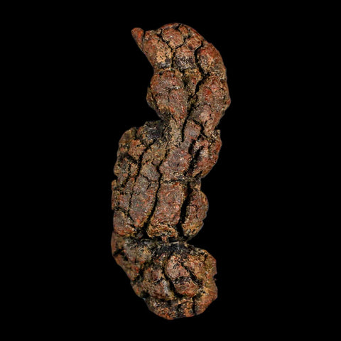 3.1" Prehistoric Coprolite Fossil Specimen Poop Dung Miocene Madagascar - Fossil Age Minerals