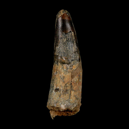 XL 3.3" Spinosaurus Fossil Tooth 100 Million Years Old Cretaceous Dinosaur COA