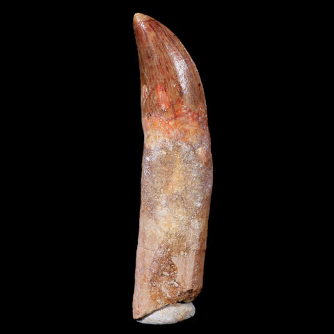 XL 3.7" Carcharodontosaurus Fossil Tooth Cretaceous Theropod Dinosaur COA, Stand - Fossil Age Minerals