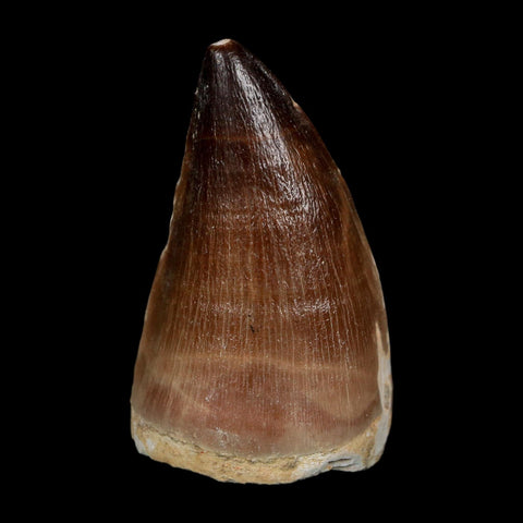 XL 2.1" Mosasaur Prognathodon Fossil Tooth Cretaceous Dinosaur Era COA, Stand - Fossil Age Minerals
