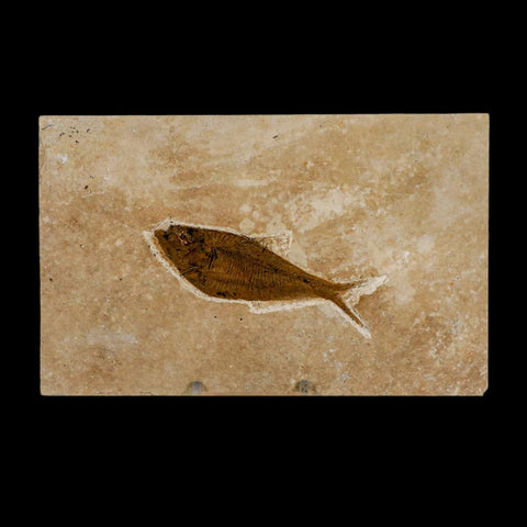 3.4" Diplomystus Dentatus Fossil Fish Green River FM WY Eocene Age COA, Stand