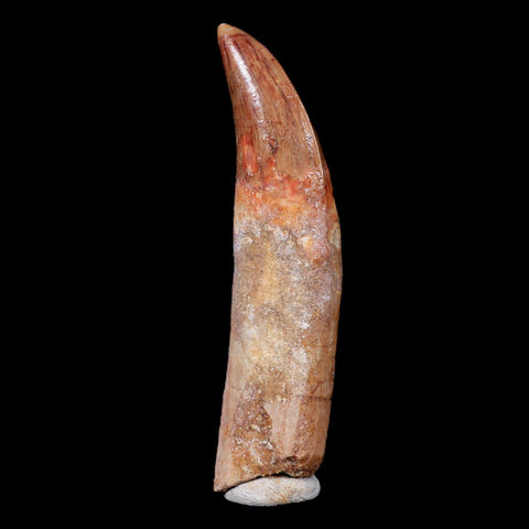 XL 3.7" Carcharodontosaurus Fossil Tooth Cretaceous Theropod Dinosaur COA, Stand - Fossil Age Minerals