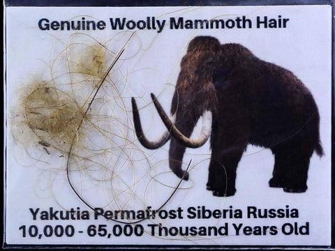 Genuine Woolly Mammoth Hair Pleistocene Yakutia Permafrost Siberia Russia COA - Fossil Age Minerals