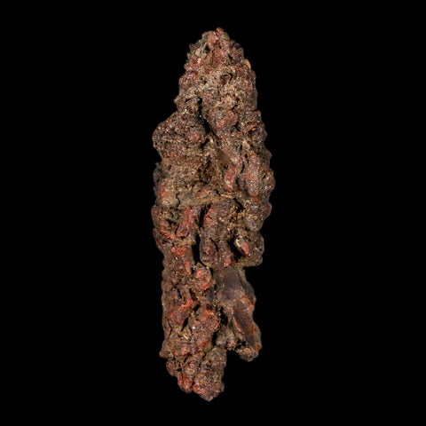 4.2" Prehistoric Coprolite Fossil Specimen Poop Dung Miocene Madagascar - Fossil Age Minerals