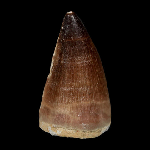XL 2.1" Mosasaur Prognathodon Fossil Tooth Cretaceous Dinosaur Era COA, Stand - Fossil Age Minerals