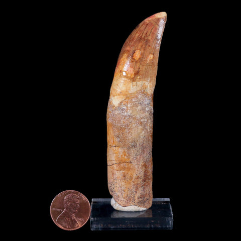 XL 3.7" Carcharodontosaurus Fossil Tooth Cretaceous Theropod Dinosaur COA, Stand - Fossil Age Minerals