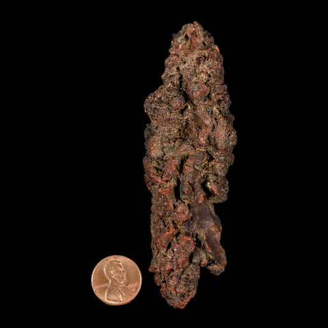 4.2" Prehistoric Coprolite Fossil Specimen Poop Dung Miocene Madagascar - Fossil Age Minerals