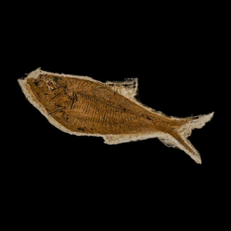 3.4" Diplomystus Dentatus Fossil Fish Green River FM WY Eocene Age COA, Stand