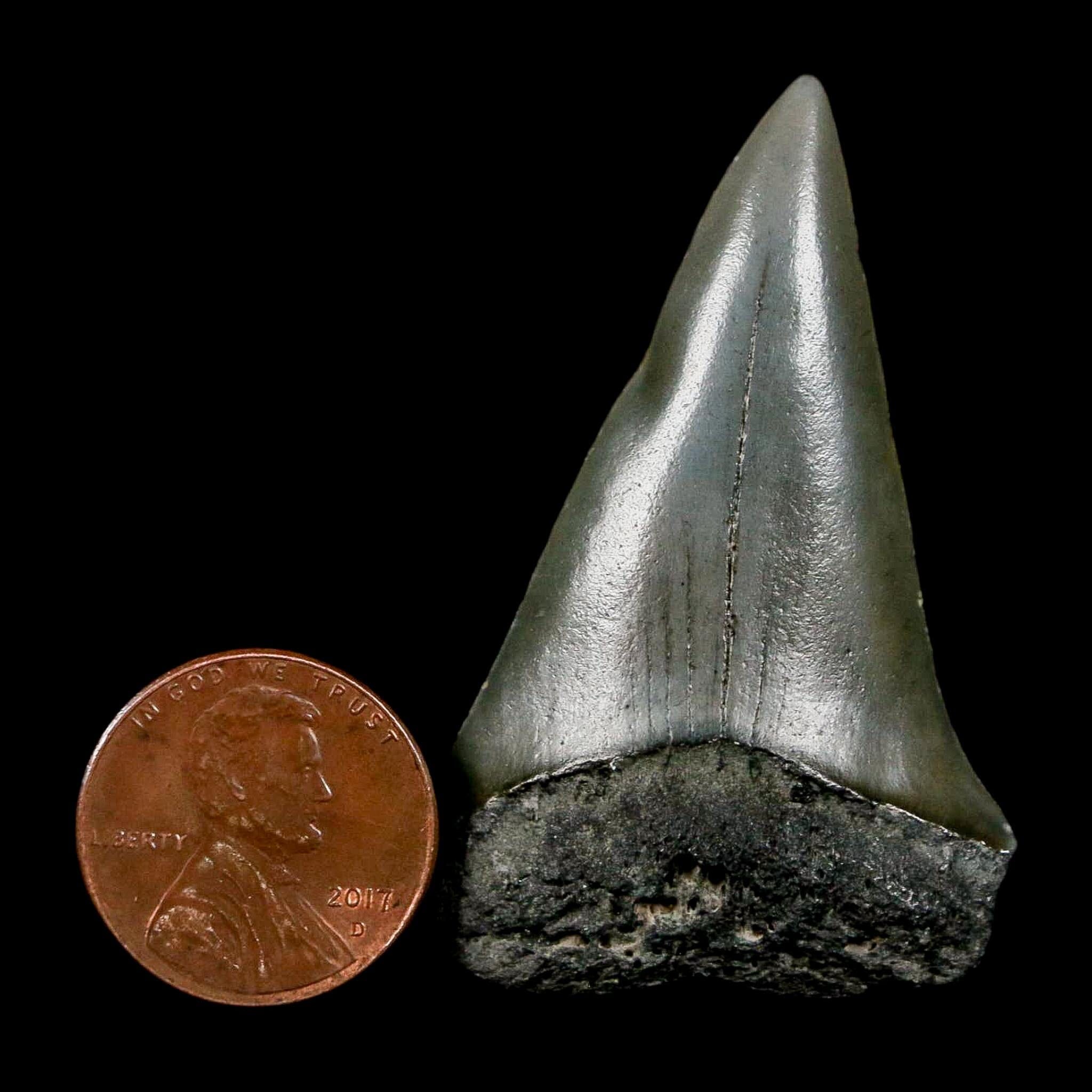 1.9" Quality Hastalis Mako Tooth Serrated Fossil Natural Miocene Age COA - Fossil Age Minerals